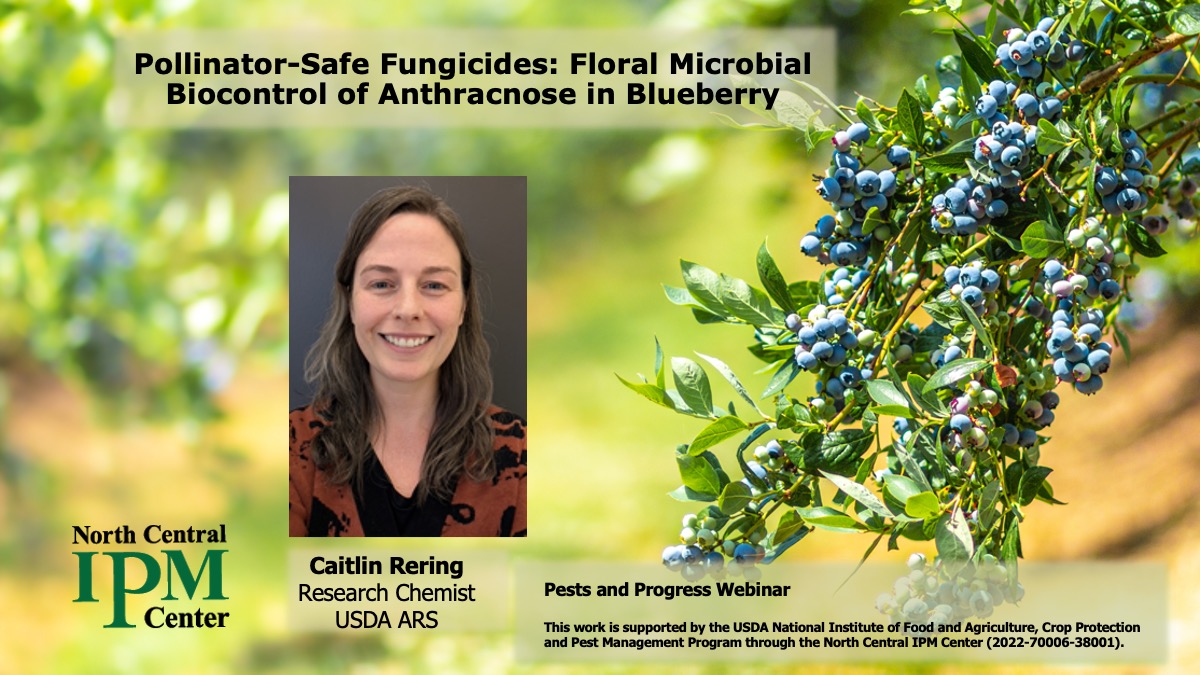 Pollinator-Safe Fungicides: Floral Microbial Biocontrol of Anthracnose in Blueberry, presentation by Caitlin Rering