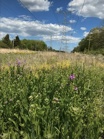 Prairie with flowering plants around power lines