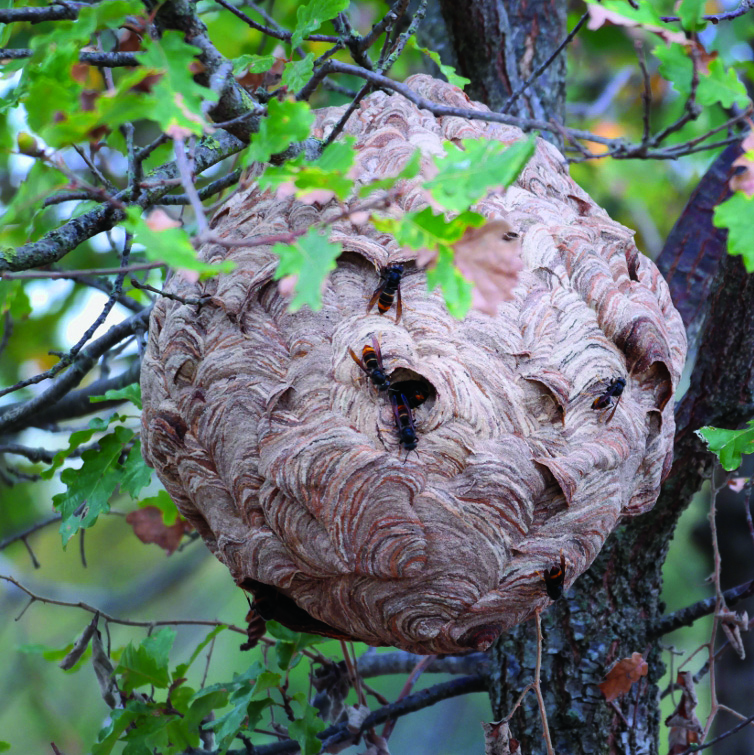 Yellow-legged hornet secondary egg-shaped nest showing the standard side entrance.