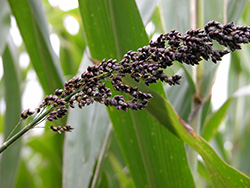 Shattercane seedhead