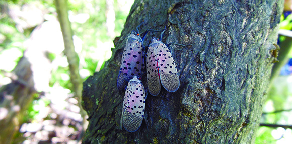 Three spotted lanternfly adults on tree trunk