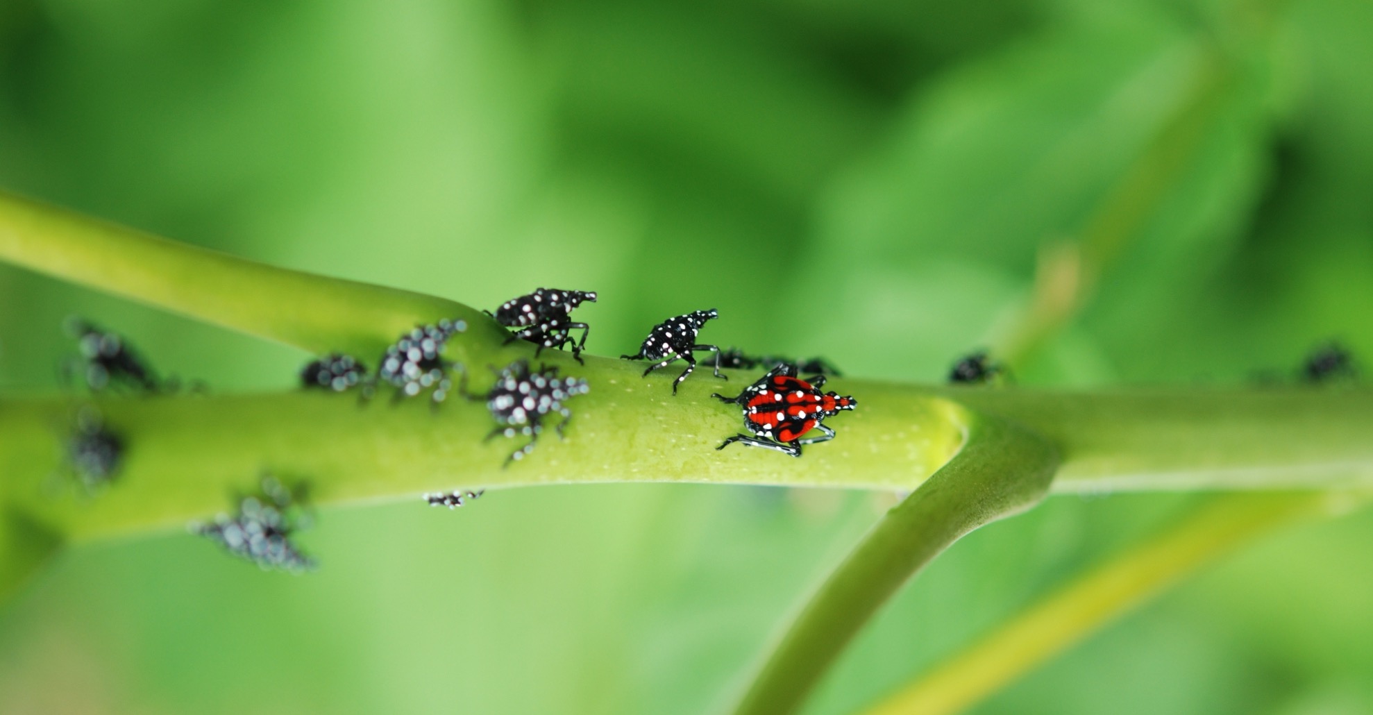 Spotted lanternfly nymphs on a branch of tree of heaven. Photo by Lawrence Barringer, Pennsylvania Department of Agriculture, Bugwood.org
