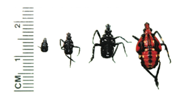 Four nymphal sizes of spotted lanternfly with ruler for size.