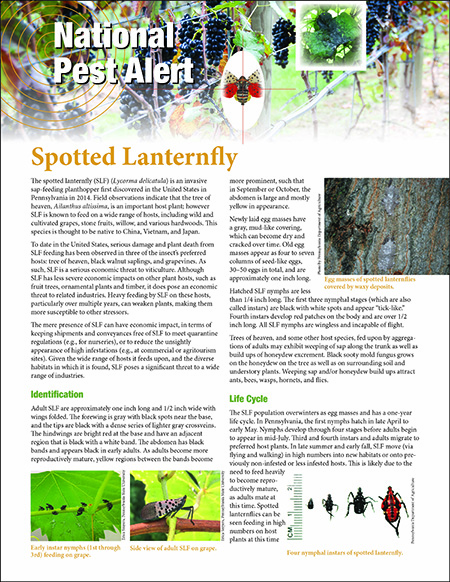Spotted lanternfly pest alert front page