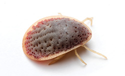 Soft tick adult. 