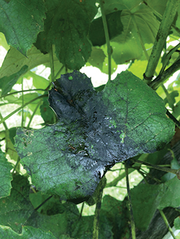 Sooty mold growing on the surface of a grape leaf.