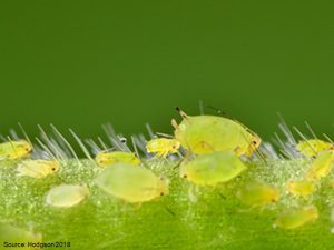 Close up of soybean aphids on plant stem