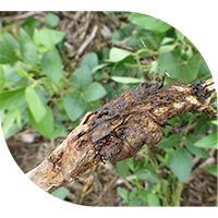 Soybean gall midge on soybean stem