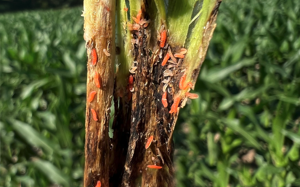 Soybean gall midge larvae in soybean stem
