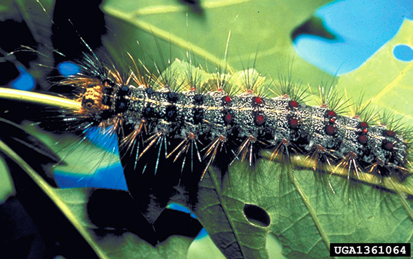 Spongy moth caterpillar on oak leaf