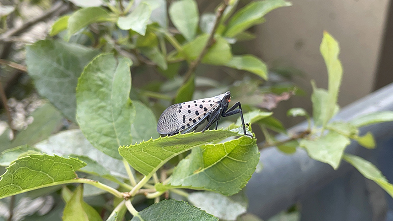 Adult spotted lanternfly sitting on a leaf