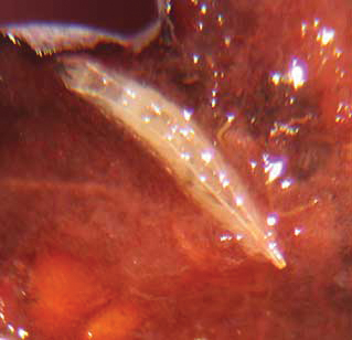 A white spotted wing drosophila larvae on a piece of fruit.