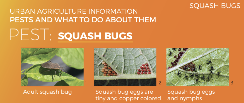 Urban Agriculture Information about Squash Bugs. Image of an adult squash bug next to an image of squash bug eggs next to image of squash bug nymphs.