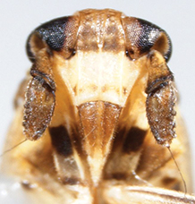 Sugarcane planthopper adult, frontal view.