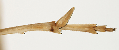 Sugarcane planthopper spur on hind leg.