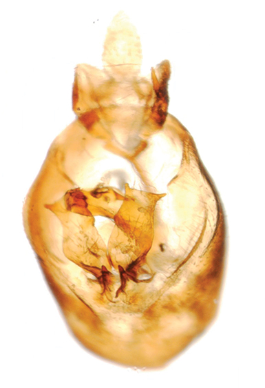 Close up view of male sugarcane planthopper genitalia.