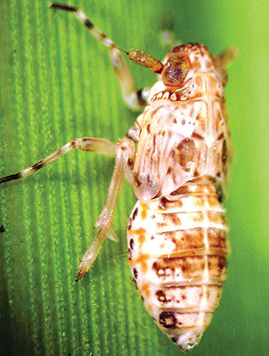 Sugarcane planthopper nymph on sugarcane.