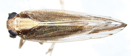 Sugarcane Planthopper dorsal view.