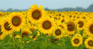 Sunflower field