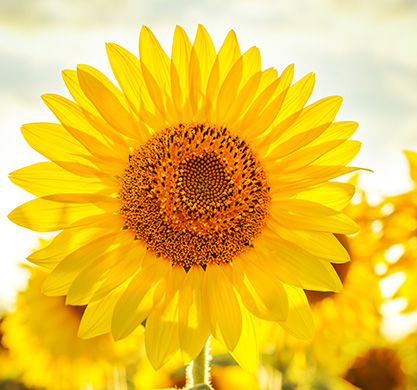 Sunflower with petals backlit by sunshine