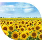 Field of sunflowers.