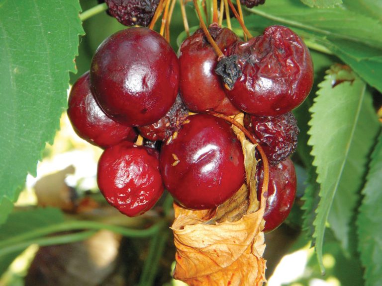 Diseased cherries.