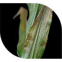 Corn leaves showing dark specks of tar spot disease. 