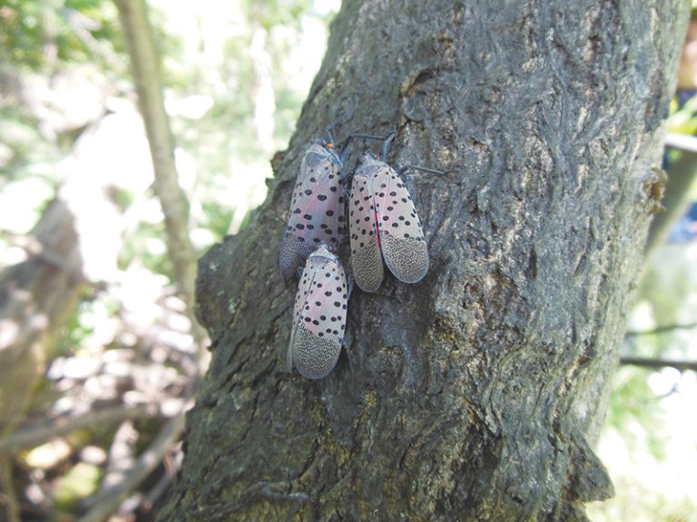 Three adult spotted lanternflies on a tree.