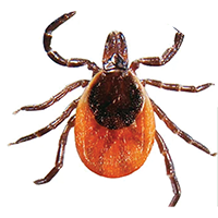 Adult black-legged tick