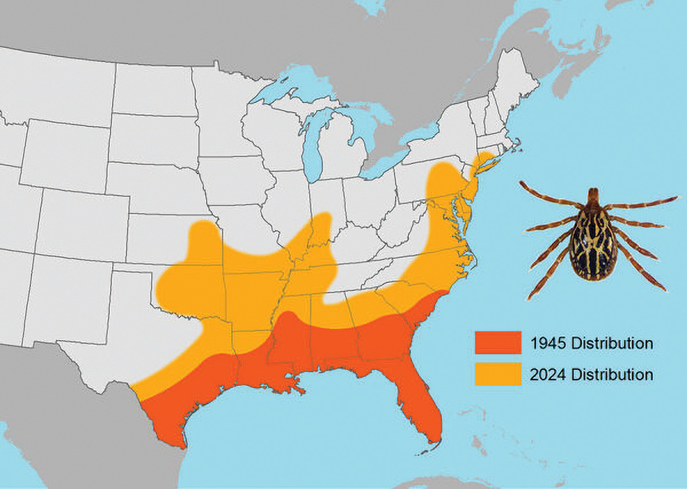 Map of the continental United States showing the range of the Gulf Coast tick and how its population expanded from the South between 1945 and 2024. The population is now present in parts of Oklahoma, Kansas, Missouri, Arkansas, Illinois, Indiana, Kentucky, Tennessee, North Carolina, Virginia, Maryland, Pennsylvania, Delaware, New Jersey and Massachusetts.