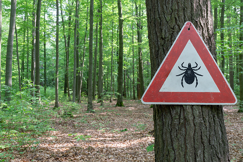 View of a forest with a tick warning sign on a tree