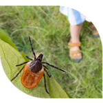 Tick on leaf shown above unsuspecting human outside.