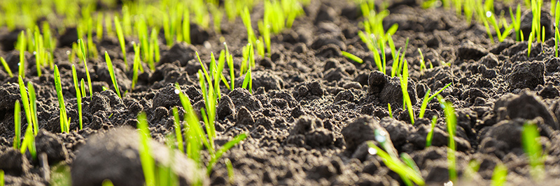 Wheat seedlings growing in field. 