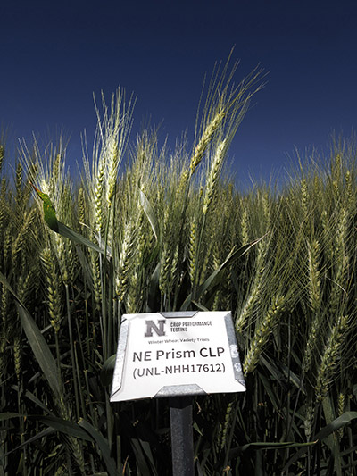 Wheat growing in field with the NE Prism CLP label