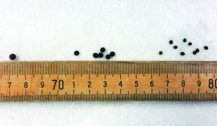 Jumping worm cocoons showing varying sizes (1 to 3 mm) next to a ruler.