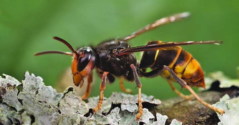 Adult yellow-legged hornet