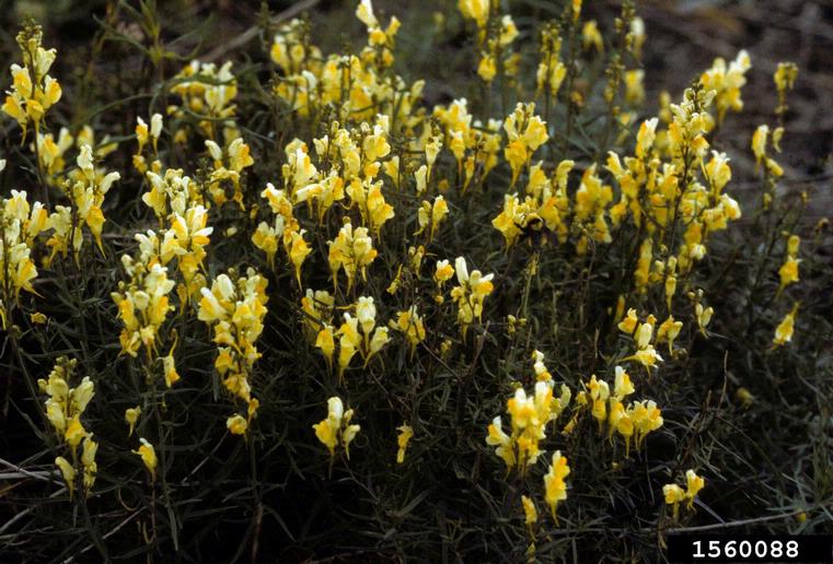 Yellow toadflax weeds in bloom and growing close together. 