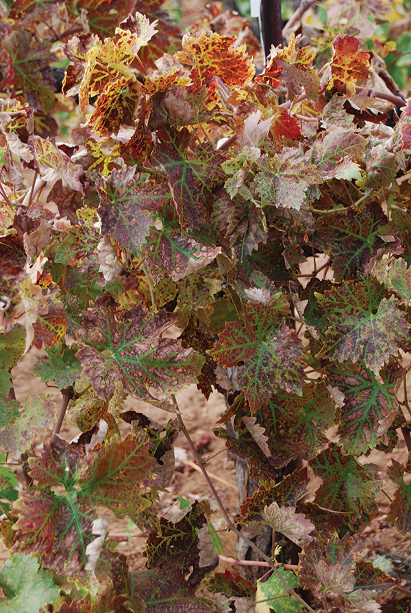 Closer view of drying, dying leaves of Zinfandel grapevine in August.